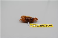 藏品(乳白南方招潮蟹)的圖片